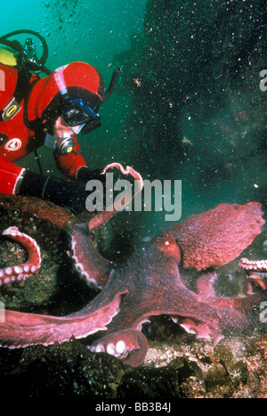 USA, Pacific Northwest. Pazifische Riesenkrake oder Octopus Doeflini. Stockfoto