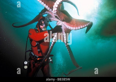 USA, Pacific Northwest. Pazifische Riesenkrake oder Oktopus Doeflini, Freigabe von Tinte. Stockfoto