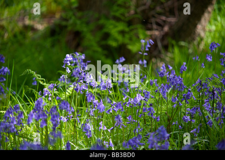 Glockenblumen, Berkshire, UK Stockfoto