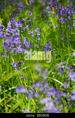 Glockenblumen, Berkshire, UK Stockfoto