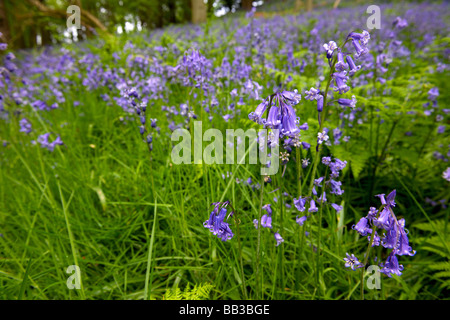 Glockenblumen, Berkshire, UK Stockfoto