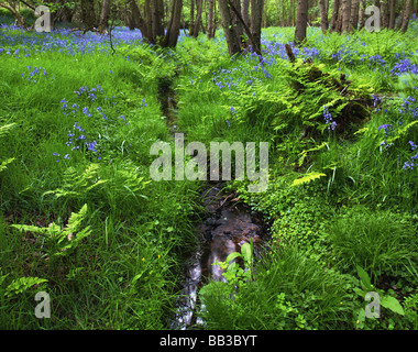 Glockenblumen, Berkshire, UK Stockfoto