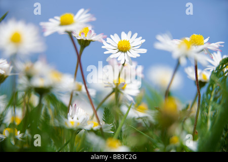 Gänseblümchen wachsen Gras mit blauem Himmel hinter Stockfoto