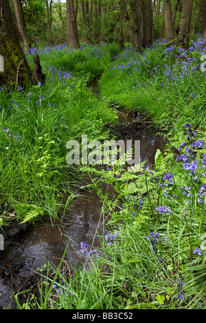 Glockenblumen, Berkshire, UK Stockfoto