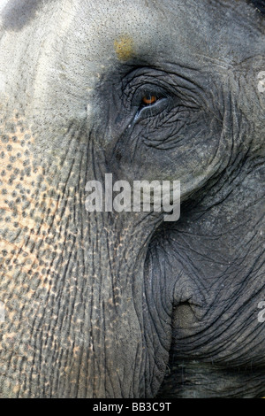 Enge, von Auge und Stamm der indischen Elefant Elephas Maximus Indicus genommen In Nagarhole National Park, Bundesstaat Karnataka, Indien Stockfoto