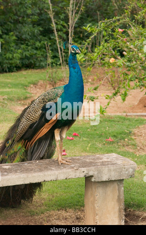 USA, Hawaii, Kauai, Pfau auf dem Gelände der Smith Familie Luau Garden. (RF) Stockfoto