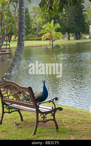 USA, Hawaii, Kauai, Pfau auf dem Gelände der Smith Familie Luau Garden. (RF) Stockfoto