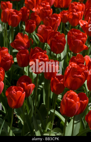 Tulipa "Rot Impression" - Darwin Hybrid (div. 4) Stockfoto