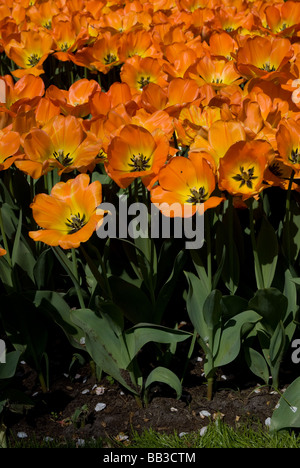 Tulipa 'Daydream' - Darwin Hybrid (div. 4) Stockfoto