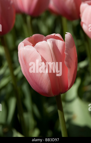 Tulipa "Lachs Impression" - Darwin Hybrid (div. 4) Stockfoto