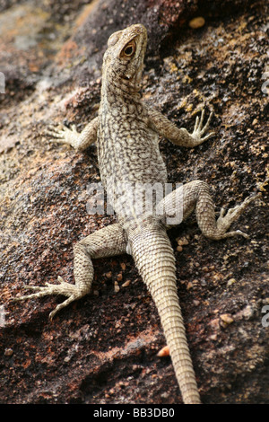 Die Grandidier Madagaskar Swift unterschieden Grandidieri auf A Rock In Isalo NP Toliara (Tulear) Provinz, Madagaskar Stockfoto