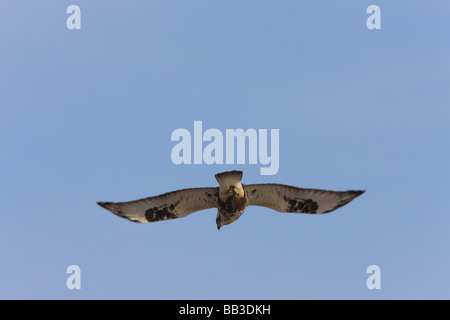 Grobe vierbeinigen Hawk im Flug Stockfoto