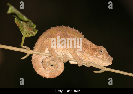 Kurze-horned Chameleon Calumma brevicorne in der Nacht In Andasibe-Mantadia NP, Madagaskar, Stockfoto