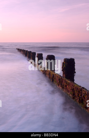 Buhnen in der Morgendämmerung am Frinton-On-The-Sea auf der Küste von Essex Stockfoto