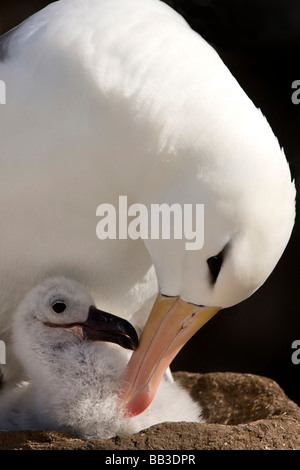 Südatlantik, Falkland-Inseln, neuen Insel. Nahaufnahme der Black-browed Albatross Elternteil Gefiederpflege Küken. Stockfoto