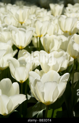 Tulipa 'Purissima' - Fosteriana (div. 13) Stockfoto