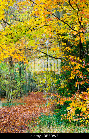 Weg durch die herbstlichen Buchenwälder in Gloucestershire, England UK Stockfoto