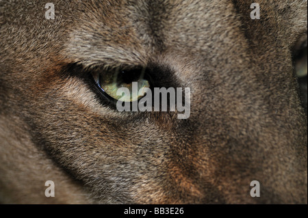 Florida Panther Puma Concolor Coryi Florida gefangen Stockfoto