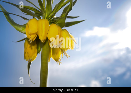 Kaiserkrone (Fritillaria Imperialis) Stockfoto