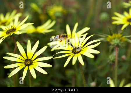 Frühling Wildblumen Western Australien Cape Unkraut Arctotheca Ringelblume Stockfoto