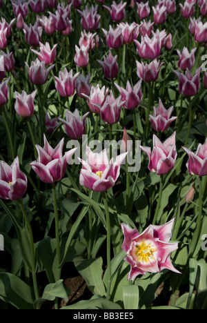 Tulipa 'Ballade' - Lily geblüht (div. 6) Stockfoto