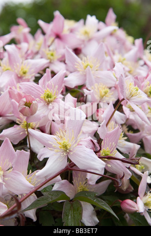 Clematis Montana in Blüte Stockfoto