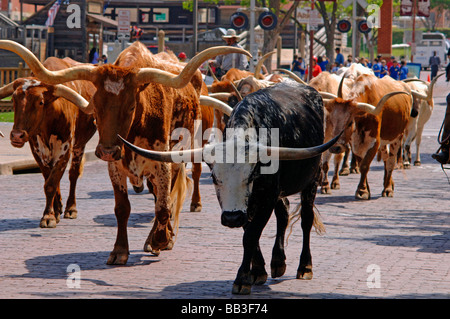 Aufnahmen von westlichen Erbe und Kleidung einschließlich Cowboyhüte, Stiefel, Chaps, Seile, Gurte, Steigbügel, Longhorn-Rinder und Pferde Stockfoto