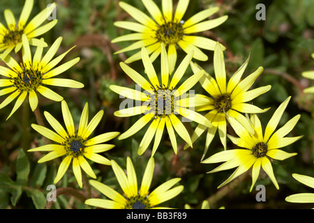 Wildblumenwiese Western Australien Cape Unkraut Arctotheca Calendula Stockfoto