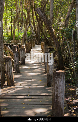 Nordamerika, Mexiko, Yucatan.  Ein Holzsteg durch einen Mangrovenwald befindet sich in der Celestun National Wildlife Refuge. Stockfoto