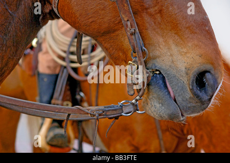 Aufnahmen von westlichen Erbe und Kleidung einschließlich Cowboyhüte, Stiefel, Chaps, Seile, Gurte, Steigbügel, Longhorn-Rinder und Pferde Stockfoto