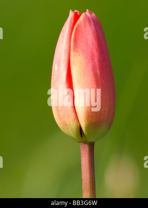 Rosa Tulpe, geschlossen Stockfoto