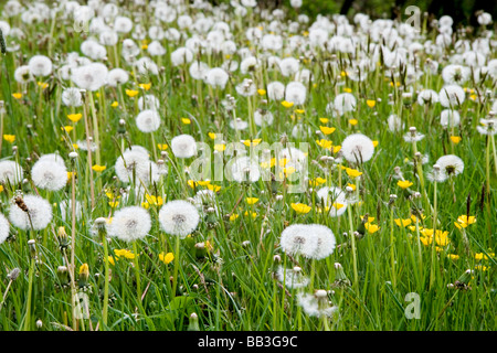 Löwenzahn Uhren und Butterblumen auf einer englischen Wiese Stockfoto