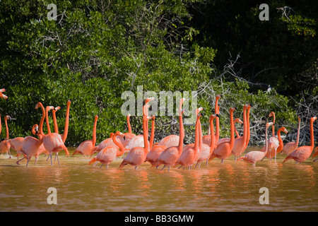 Nordamerika, Mexiko, Yucatan.  Eine Herde von Karibik rosa Flamingos in Celestun National Wildlife Refuge. Stockfoto