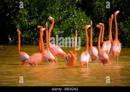 Nordamerika, Mexiko, Yucatan.  Eine Herde von Karibik rosa Flamingos in Celestun National Wildlife Refuge. Stockfoto