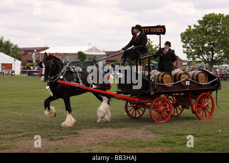 Schweren Pferd ziehen Schlitten Nottinghamshire county Show Pferd Tier Säugetier arbeiten vorbei viktorianischen Zeiten historischen Kleid Stockfoto