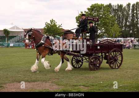 Schweren Pferd ziehen Schlitten Nottinghamshire county Show Pferd Tier Säugetier arbeiten vorbei viktorianischen Zeiten historischen Kleid Stockfoto