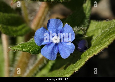 Grün Alkanet Pentaglottis Sempervirens Familie Boraginaceae Blume in Nahaufnahme Makro-detail Stockfoto