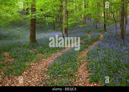 UK Gloucestershire Forest of Dean Upper Soudley Frühling Weg durch Buche Wald Teppichboden in Glockenblumen Stockfoto