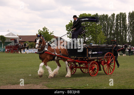 Schweren Pferd ziehen Schlitten Nottinghamshire county Show Pferd Tier Säugetier arbeiten vorbei viktorianischen Zeiten historischen Kleid Stockfoto