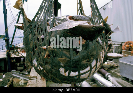 Nordamerika, USA, Alaska, Kodiak Island. Heilbutt wird off-loaded Stockfoto