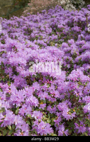 Azaleen blühen in Massen Stockfoto