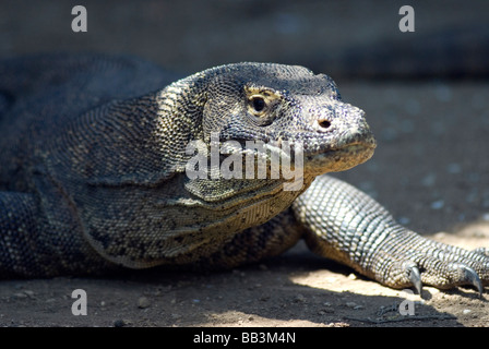 Großen Komodo-Warane sind dafür bekannt, auch die wilden Pferde angreifen, die auf Rinca Insel Komodo Archipilego gefunden werden Stockfoto