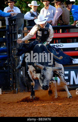 Rodeo Bull Rider Leistung in der Texas State Fair Rodeo arena Stockfoto