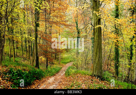 Weg durch die herbstlichen Buchenwälder in Gloucestershire, England UK Stockfoto