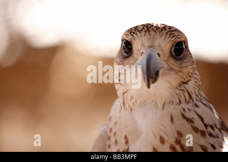 Nahaufnahme Foto des Saker Falcon Stockfoto