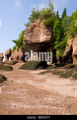 Kanada, New Brunswick, Hopewell Cape Bay Of Fundy. Hopewell Rocks bei Ebbe (aka Blumentopf Felsen). Stockfoto