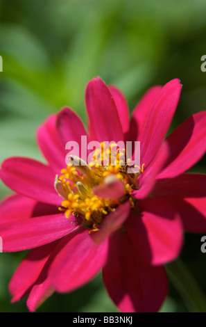 USA, Massachusetts, Boylston, Tower Hill Botanischer Garten, rosa Zinnie Stockfoto