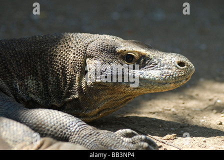 Großen Komodo-Warane sind dafür bekannt, auch die wilden Pferde angreifen, die auf Rinca Insel Komodo Archipilego gefunden werden Stockfoto