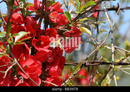 Nahaufnahme der brillante rote Blumen in voller Blüte um Stacheldraht zeigt die Hoffnung in neues Leben inmitten der harten Welt gefunden. Stockfoto