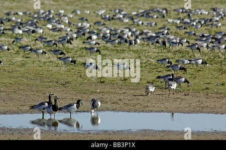 Weißwangengans - Branta leucopsis Stockfoto